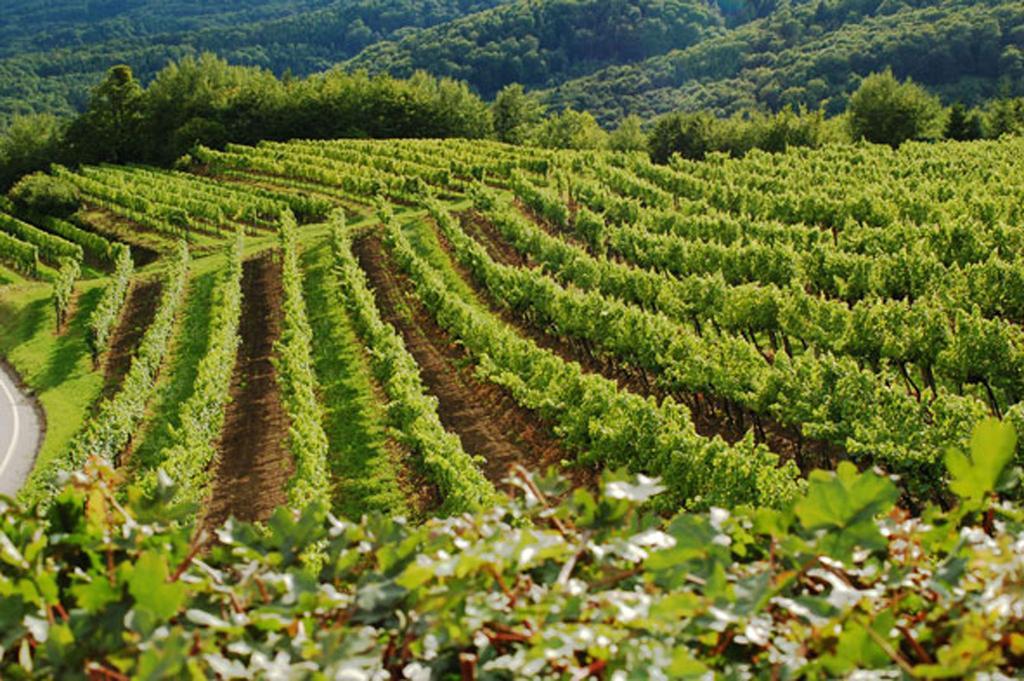 Landhaus Wachau Aggsbach Ngoại thất bức ảnh